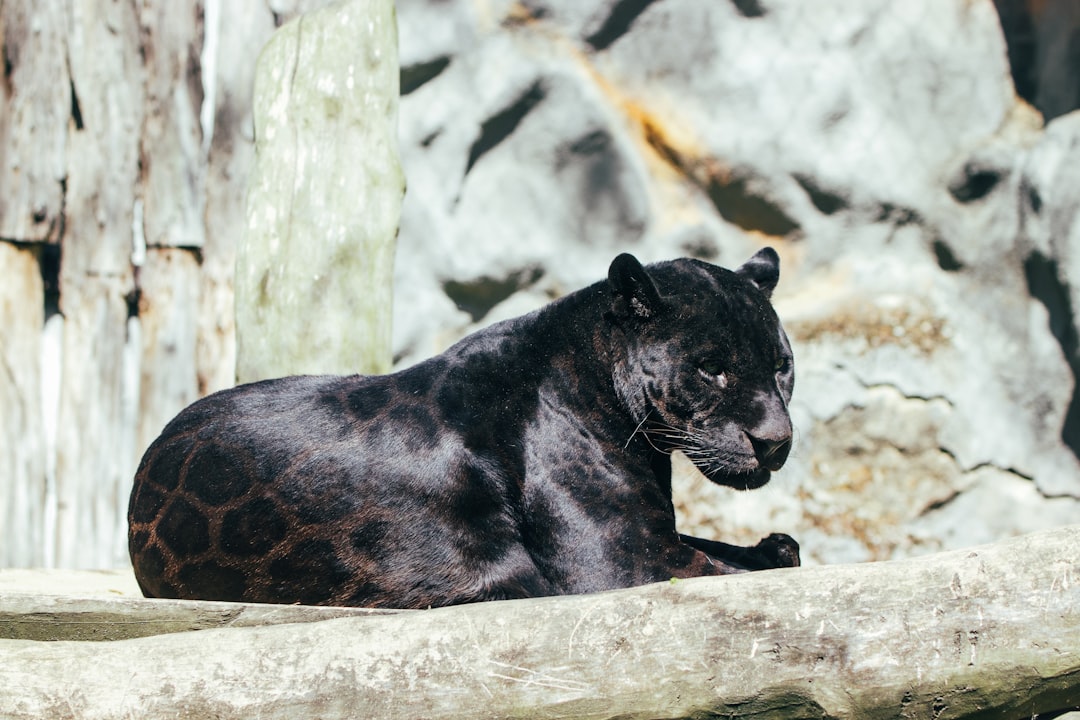 11-year-old endangered Florida panther killed by vehicle in Collier County