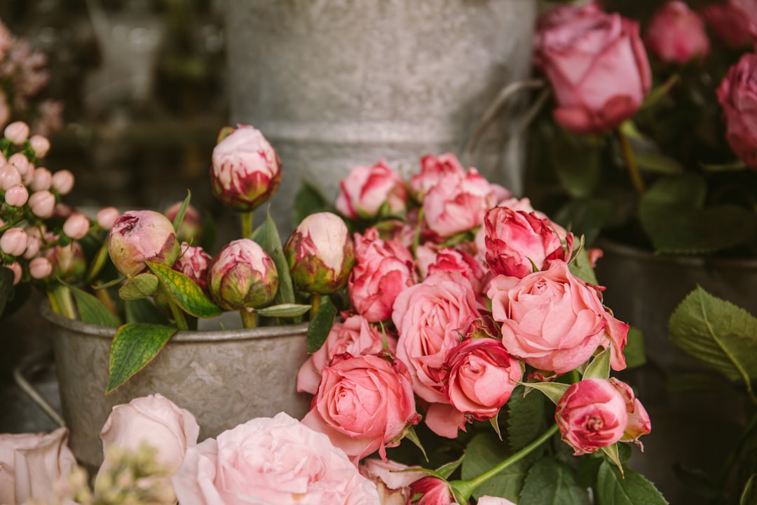 Arlene B. Carozza Obituary