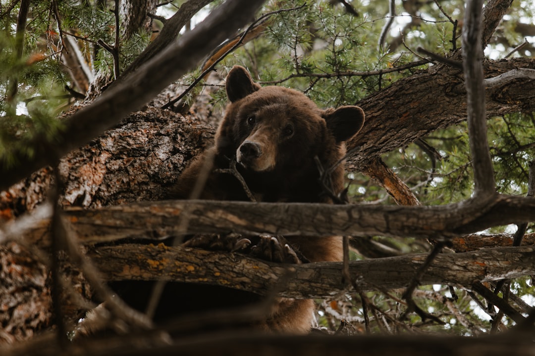 Black bear mauls man in Collier County. How common are bear attacks in Pensacola?