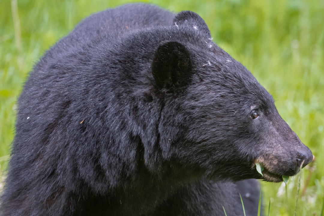 Black bears are found throughout Florida. Where they're often spotted, how to avoid them