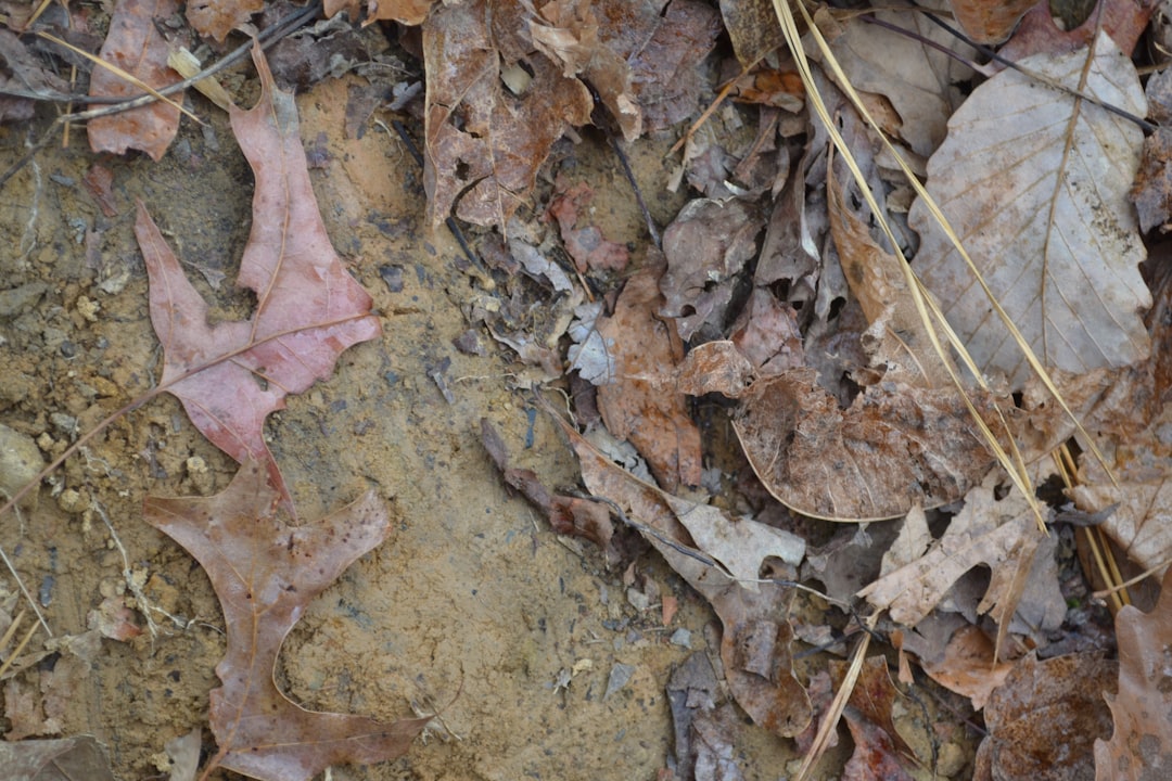 Collier County construction site uncovers human remains in shallow grave