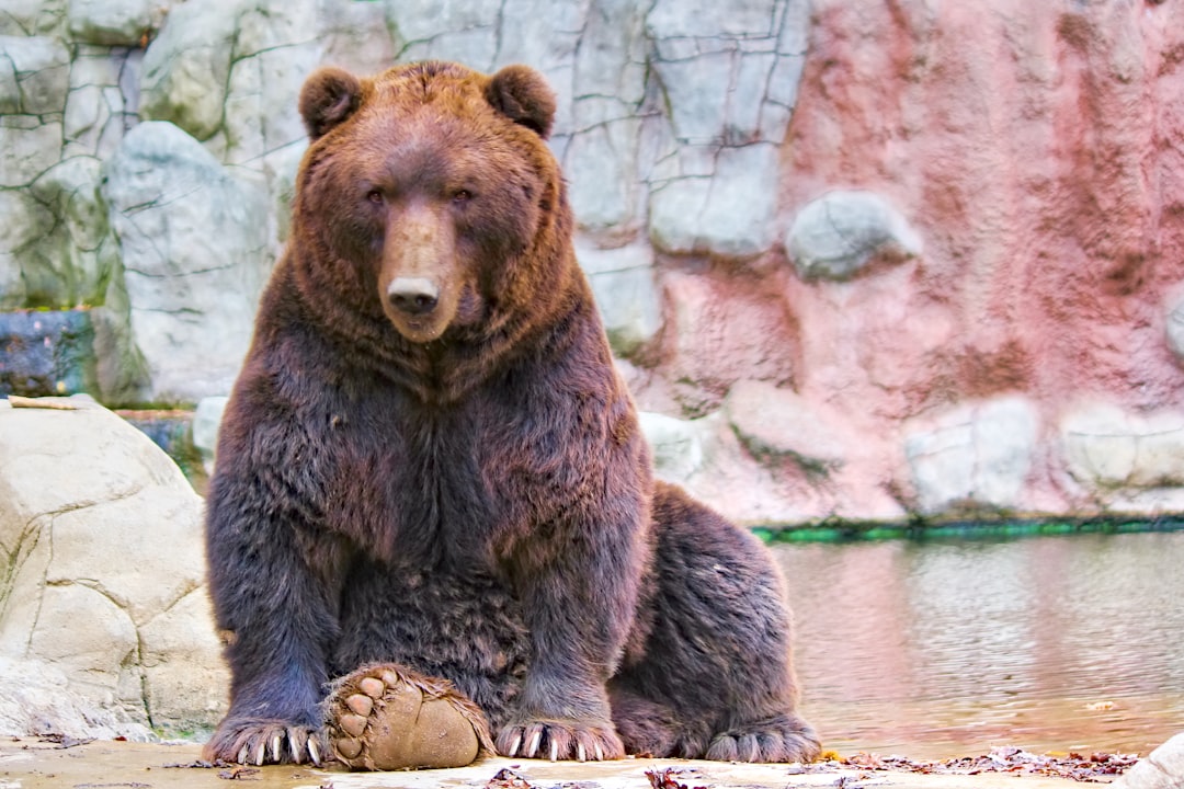 Did you know? There is a bear 'Self-Defense Act' in Florida. What to know