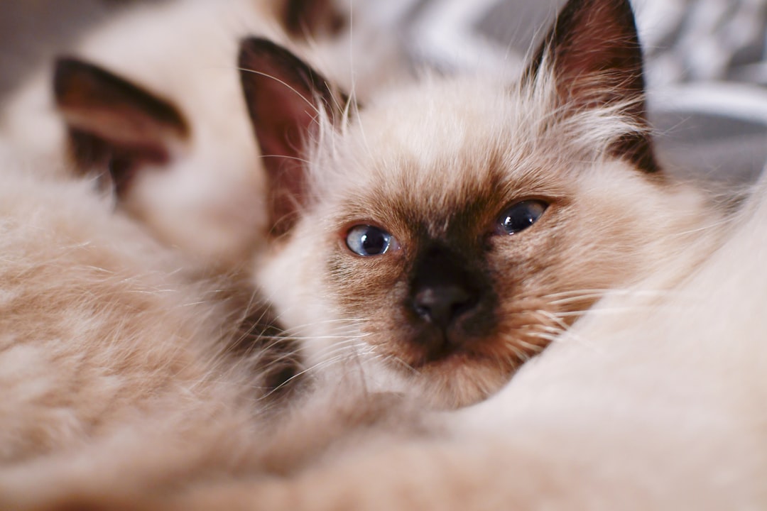 Englewood teen wins Girl Scout Gold Award for fostering feral kittens
