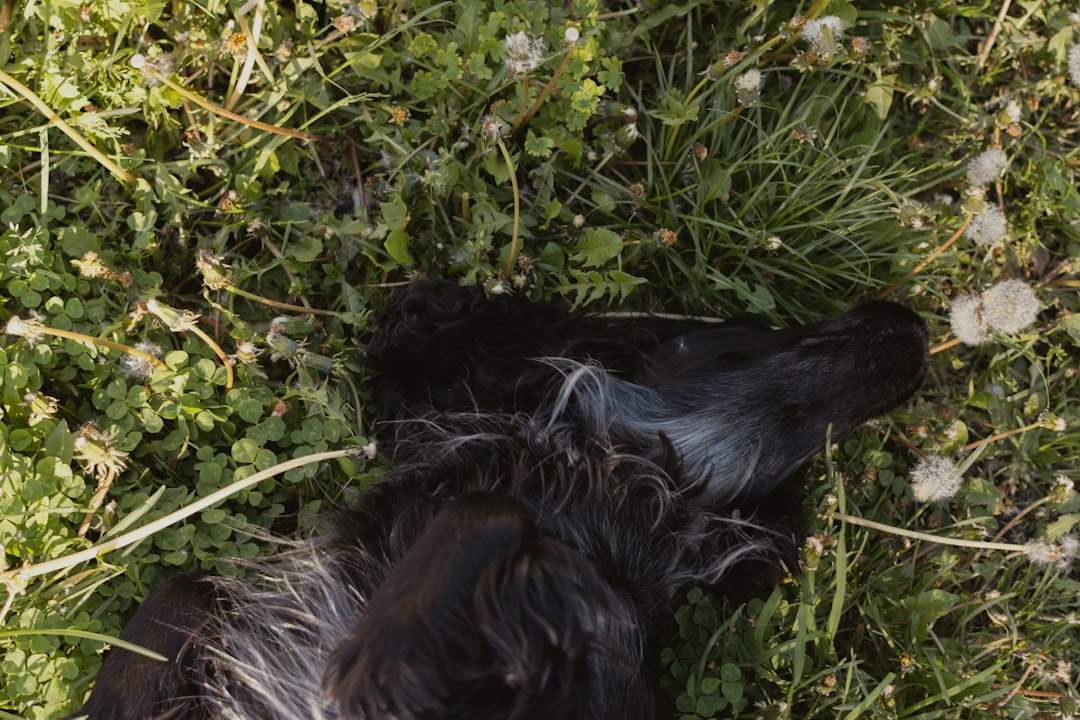 Florida bear killed after mauling death of man, dog in Collier County. What we know, May 6.