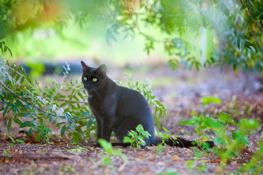 Florida panther deaths rise as cars claim two more in Naples