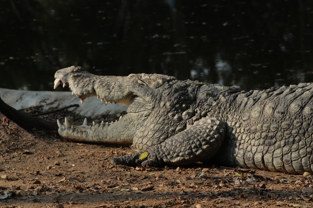 Hiker attacked by alligator in Collier County, third gator attack of 2025