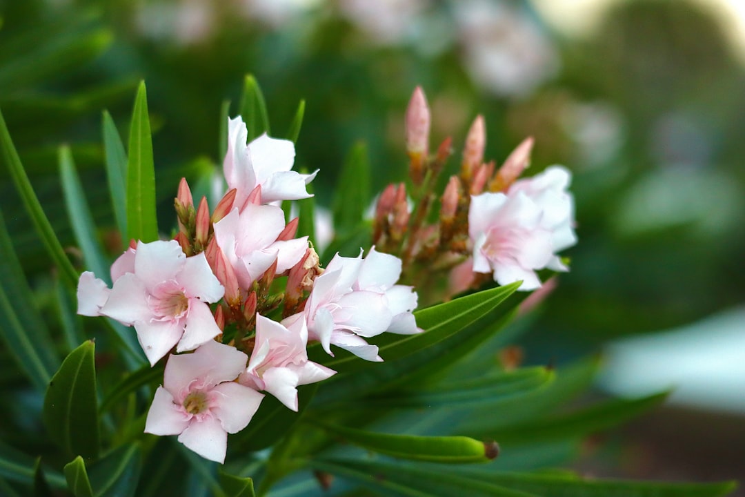 Pine lily's or Catesby's lily's are blooming in Southwest Florida this time of year