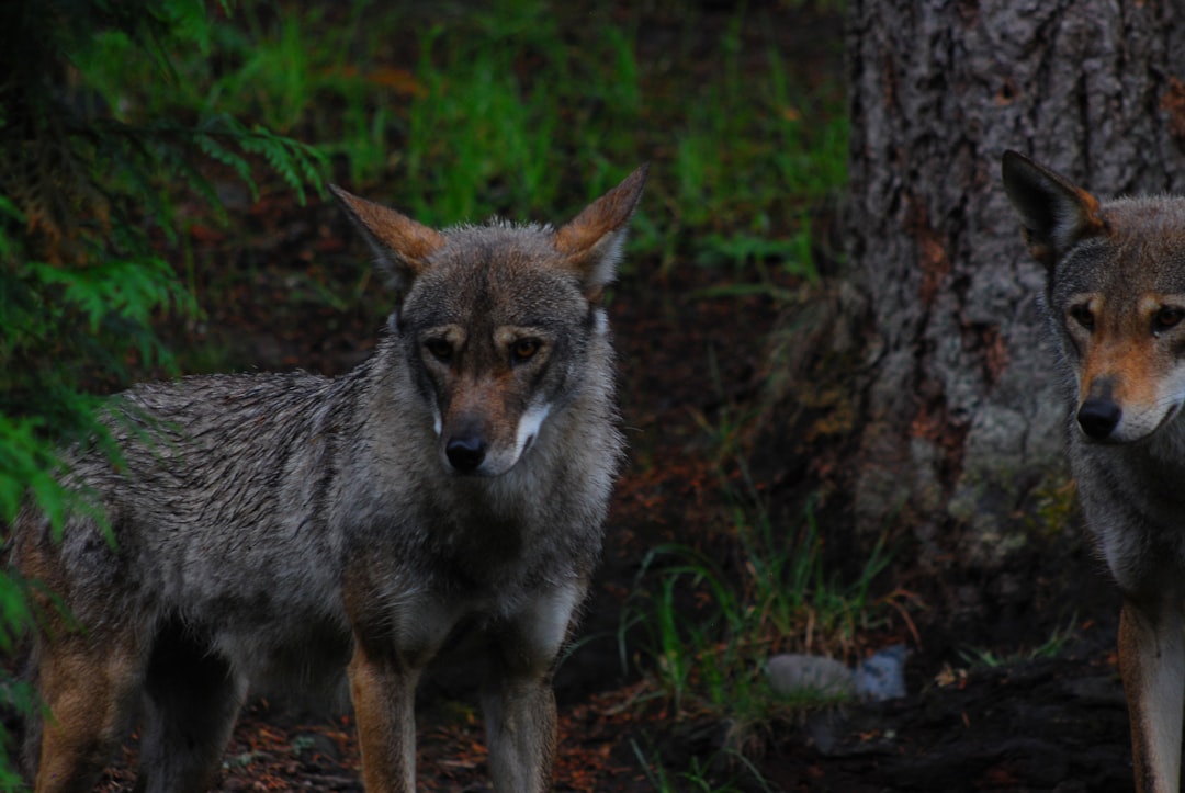 Reporter Q&A: Amy Williams talks about her story about living with coyotes in SWFL