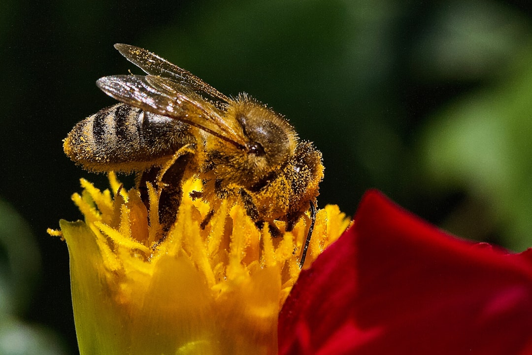 Support your local pollinator during the Great Southeast Pollinator Census