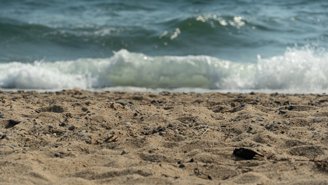 Video shows bear taking dip in Gulf off Naples beach. 'Mom, run!' boy warns