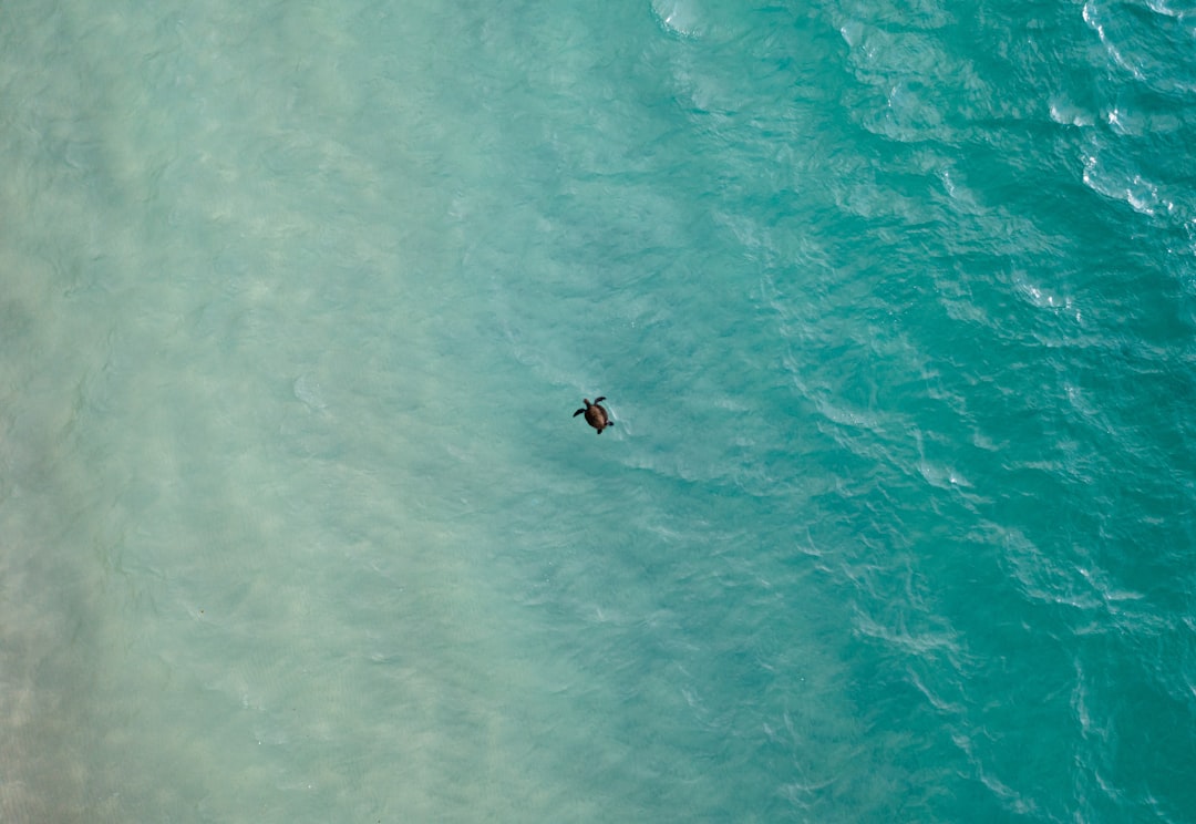 Watch: Florida bear takes a dip in the ocean, naps in beachfront condo