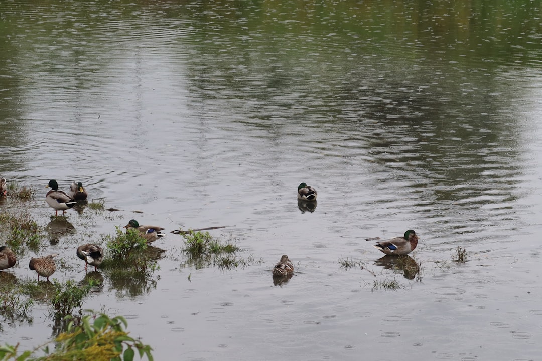 Wet, but not necessarily wild: Wet Walk season is here. You never know what you might see